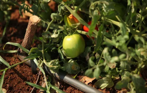 Productores producirán seis mil toneladas de tomate industrial
