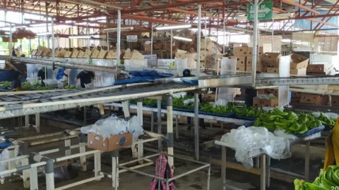 Mitradel realiza inspección  en  las finas bananeras de Bocas del Toro