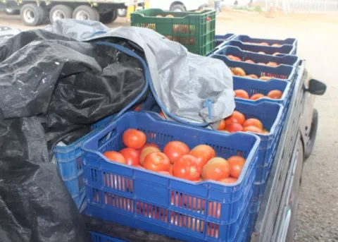 Aduanas decomisa contrabando de tomates y cigarrillos en Guabalá, distrito de Tolé 