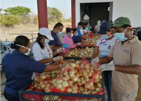 Productores de cebolla coclesanos piden al Gobierno comprar toda la producción