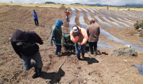Advierten una posible escasez de cebolla entre julio y diciembre