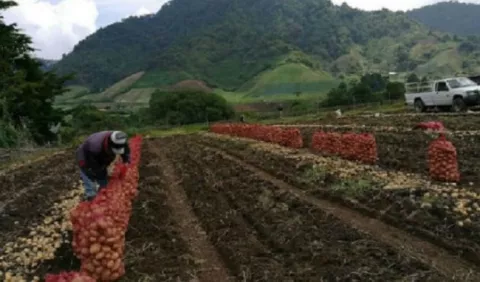 Activan línea verde para mantener la producción