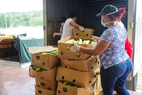 Llega cargamento de plátano a Merca Panamá