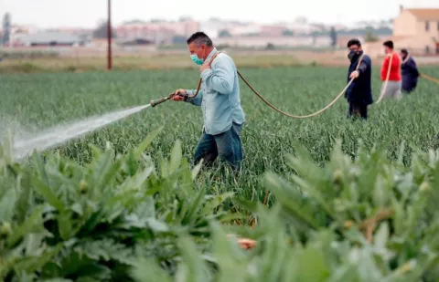 Hectáreas de cultivos transgénicos crecieron  15% en Colombia