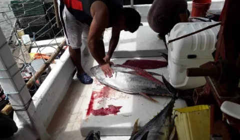 Garantizan el abastecimiento de mariscos, pese a medida