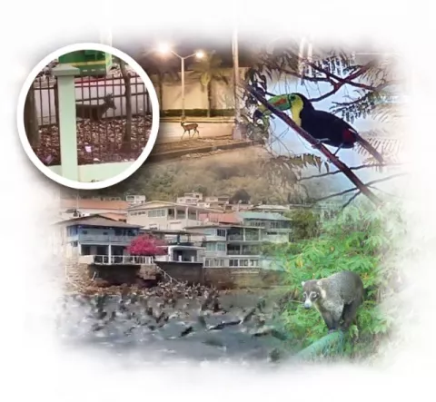 Animales  llegan a ciudades por  baja presencia de  humanos  