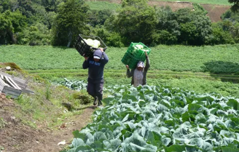 Productores están preocupados por posibles pérdidas de otros rubros importantes como las hortalizas