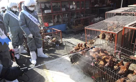 Una campaña mundial reclama la prohibición de los mercados de animales vivos