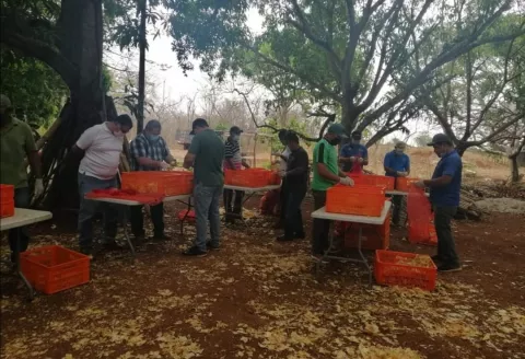 Adquieren productos agrícolas y carne para distribuir entre la población