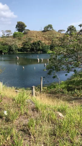 En plena cuarentena absoluta se zambulló  en el Lago Gatún y perdió la vida