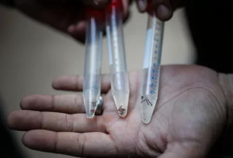 Se elevan los casos de dengue en la región metropolitana a 229