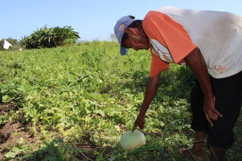 Gobierno compra 120 mil melones a los productores santeños