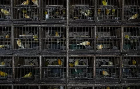 Atrapan pájaros cantores para generar dinero con ellos