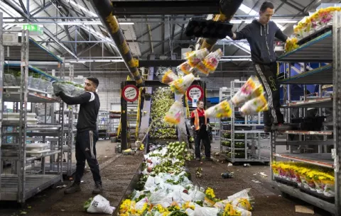 Las flores holandesas son otra víctima de la pandemia
