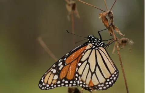 Buscan dilucidar mengua de las mariposas monarcas