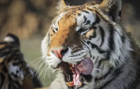 Activistas pierden la oportunidad de salvar a felinos