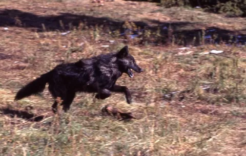 Biólogos descubren nuevos comportamientos de los lobos en la vida animal 