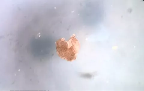 Criaturas virtuales microscópicas cobran vida  
