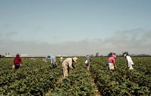 Ahora dicen que los trabajadores agrícolas son ‘esenciales’