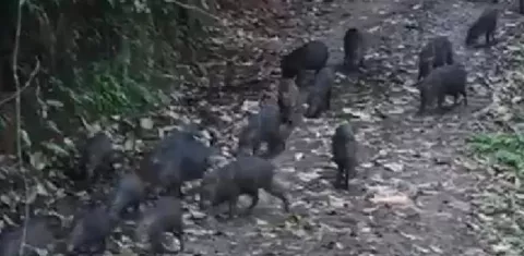 Divisan gran cantidad de saínos en Tierras Altas