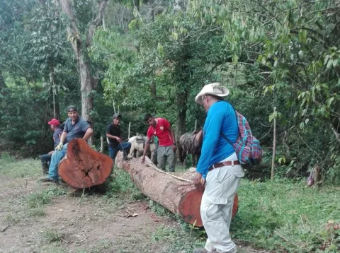 En plena cuarentena atrapan a delincuente del medio ambiente