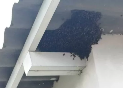 Abejas africanizadas causan la muerte a tres perros en Nuevo San Juan, Colón 