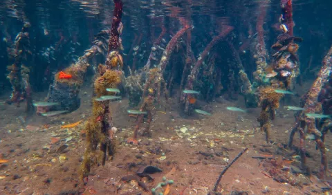 Investigadores distinguen hábitats marinos utilizando ADN Ambiental