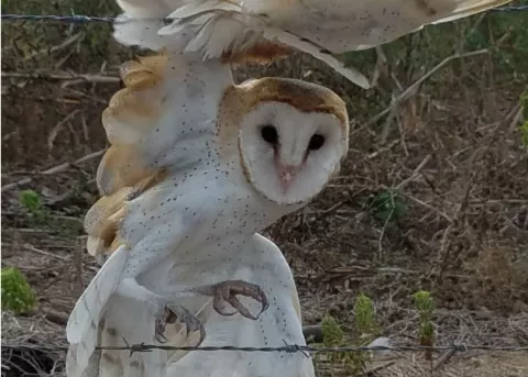 Lechuza blanca atrapada en una cerca de púas es rescatada en La Palma de Las Tablas 
