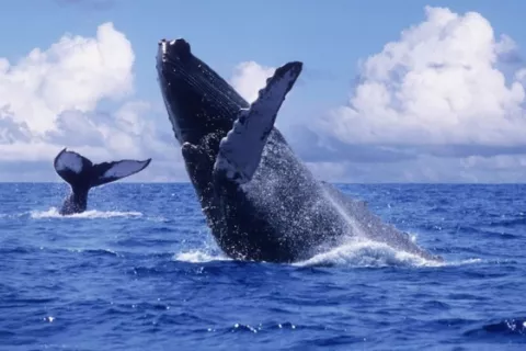 Arap: Decreto para proteger ballenas y delfines no tiene nada que ver con las consultas que se harán esta semana
