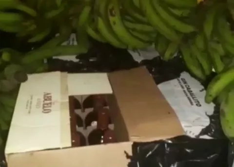 Decomisan botellas de licor ocultas debajo de cargamento de plátanos en Bocas del Toro
