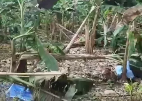 Fuertes lluvias dejan afectaciones en cultivos de plátanos en Bocas del Toro