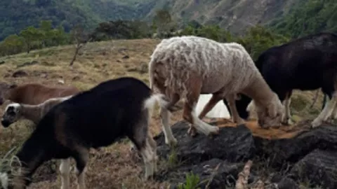 Cuatreros  atacan una finca de cabras en Chiriquí