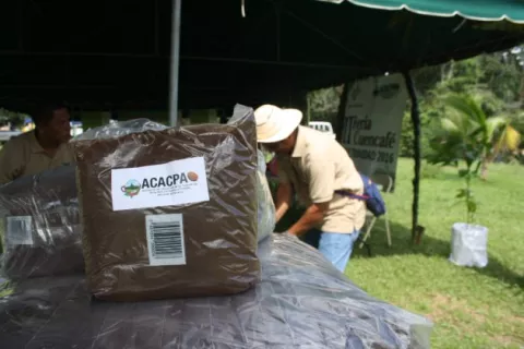 Comercialización del café de las zonas de cultivo del distrito de Capira está paralizada