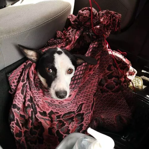 Taxista atropella a perrita y genera el repudio de la comunidad en Colón
