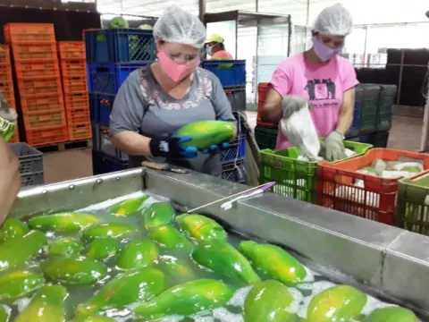 Exportan 1,200 cajas de papaya hacia Canadá y Estados Unidos