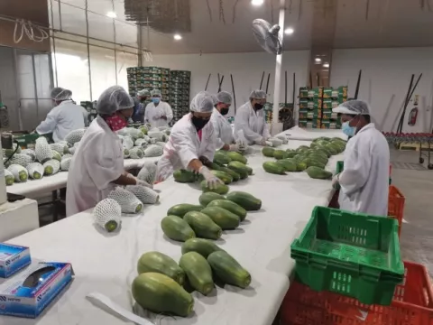Panamá exportará 1,200 cajas papaya por primera vez a Canadá