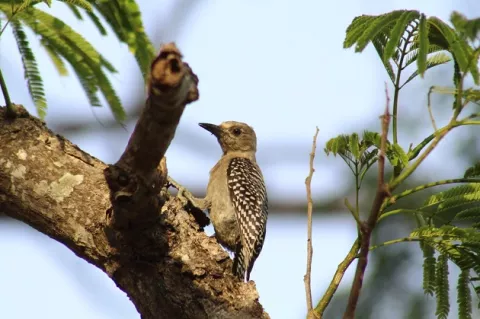 Reto Naturalista Urbano en Panamá reportó más de 3 mil especies de vida silvestre