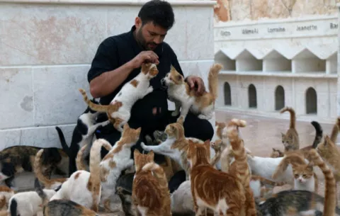 Los gatos son una especie más susceptible al coronavirus, afirma la OMS