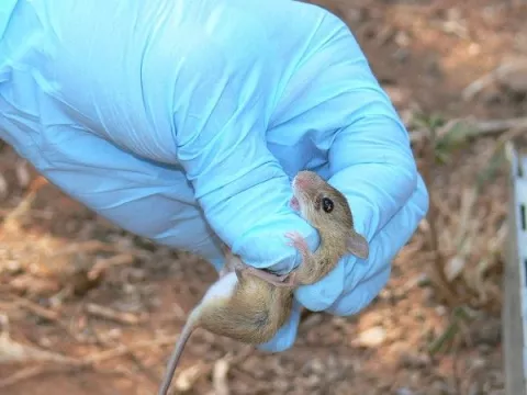 El hantavirus sigue siendo un enemigo a combatir en medio del COVID-19