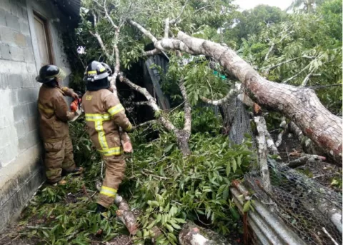  Árboles caídos dejan afectaciones parciales en la provincia de Los Santos