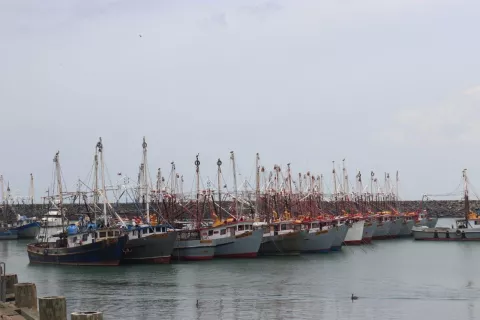 ARAP impulsa decreto que permita la protección de especies como tiburones y rayas, sin afectar la pesca
