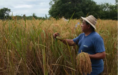 Instituto de Seguro Agropecuario desembolsará pago a productores en los próximos días
