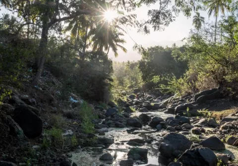 Se achican los bosques y se seca una isla