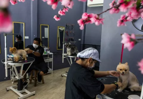 Reabren las estéticas caninas en Tailandia