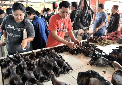 Los murciélagos persisten en menú de mercados