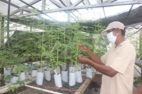 Logran la producción de 3 mil semillas vegetativas de alta calidad de diversos rubros