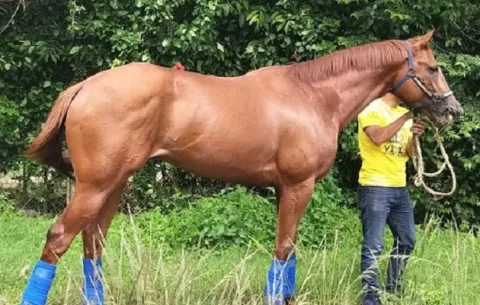 Descuartizan a un famoso caballo de carreras en Venezuela para su consumo