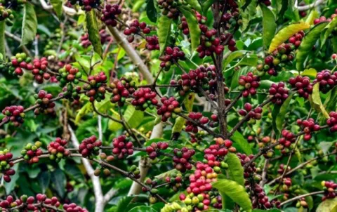 Exportadores panameños envían muestras de café Geisha y café Robusta a Israel