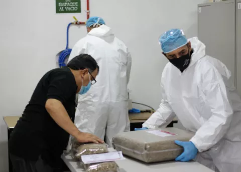 Productores chiricanos entregan los 161 lotes de café inscritos para 'The Best of Panama'