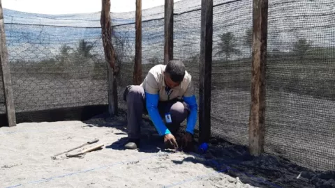 Nuevo vivero de tortugas en el Refugio de Vida Silvestre de la Barqueta